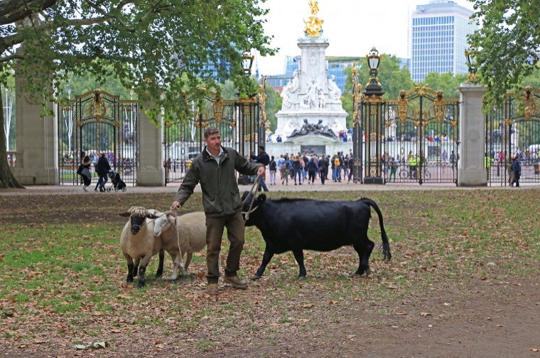 Cows by The Mall