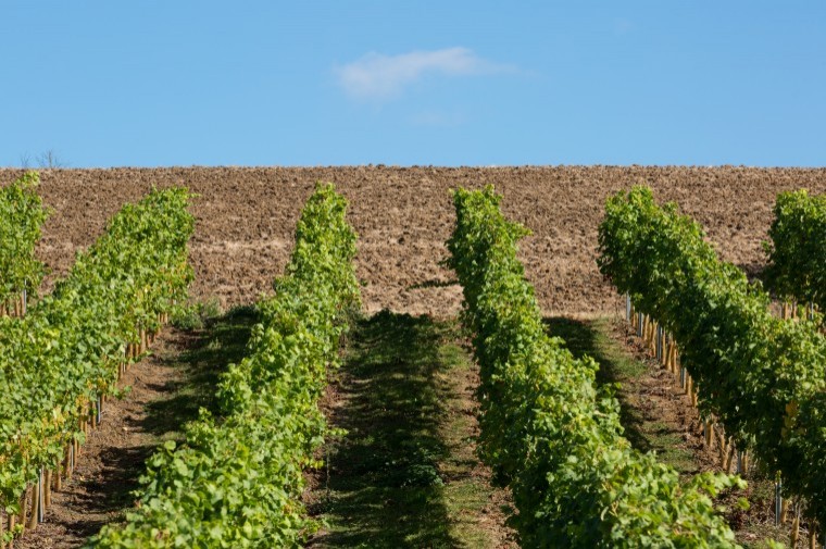 Getting into viticulture