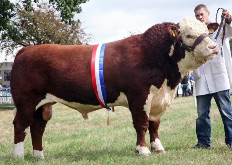 Bucks County Show