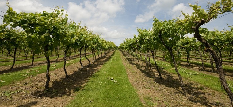 Vineyard thrives on agri-tourism