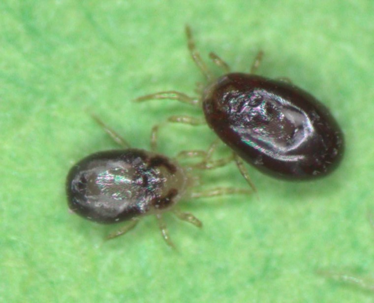 Act now to prevent Red Mite infestations next spring