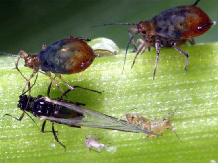 Warm winter primes aphids for early flights