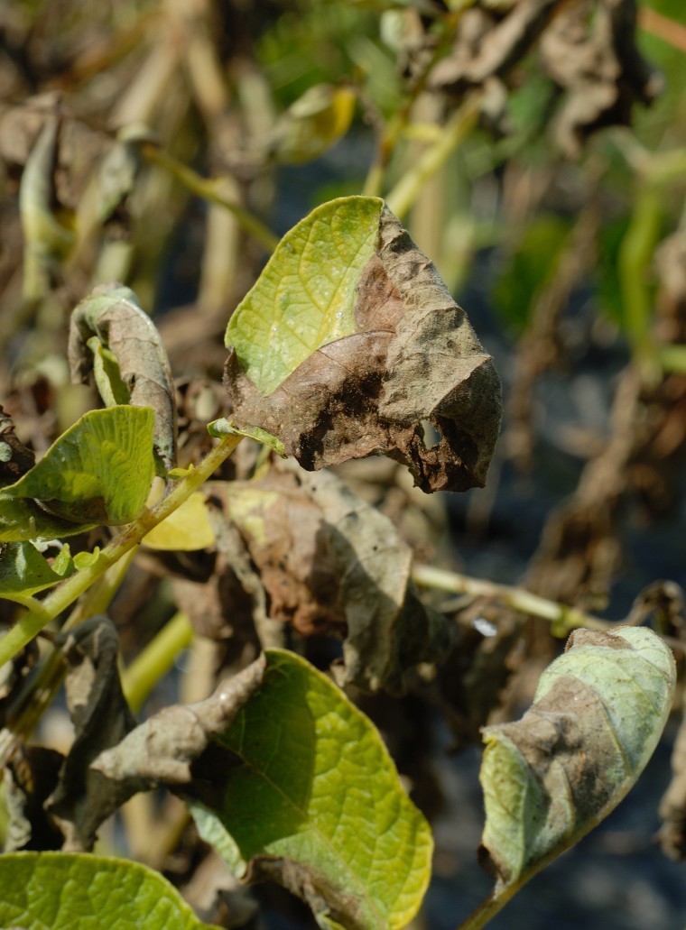 Desiccation timing to manage tuber size