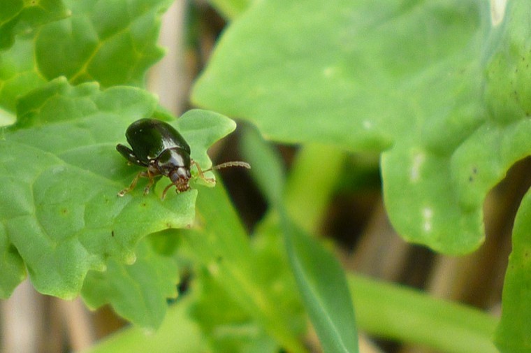 Scientists looking for Cabbage Stem Flea Beetles