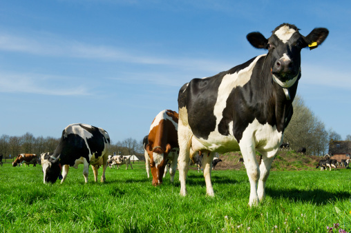 Fly control pour on for cattle