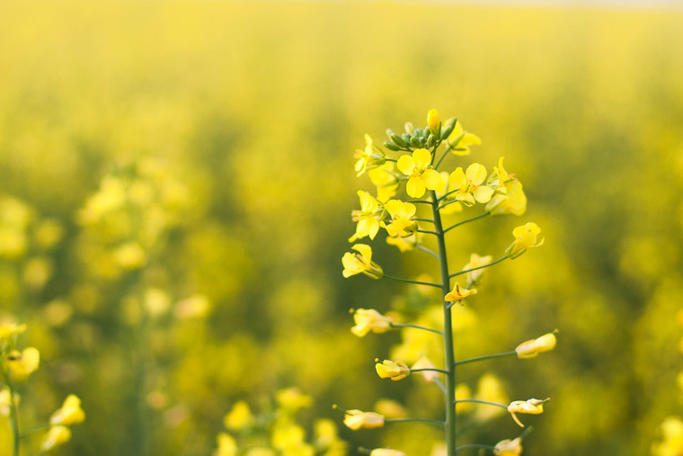 New scheme means growers won’t pay for failed OSR