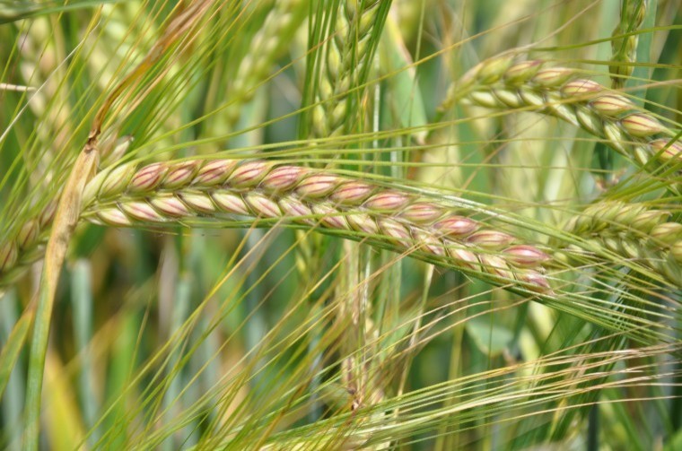 Big step forward for malting barley growers