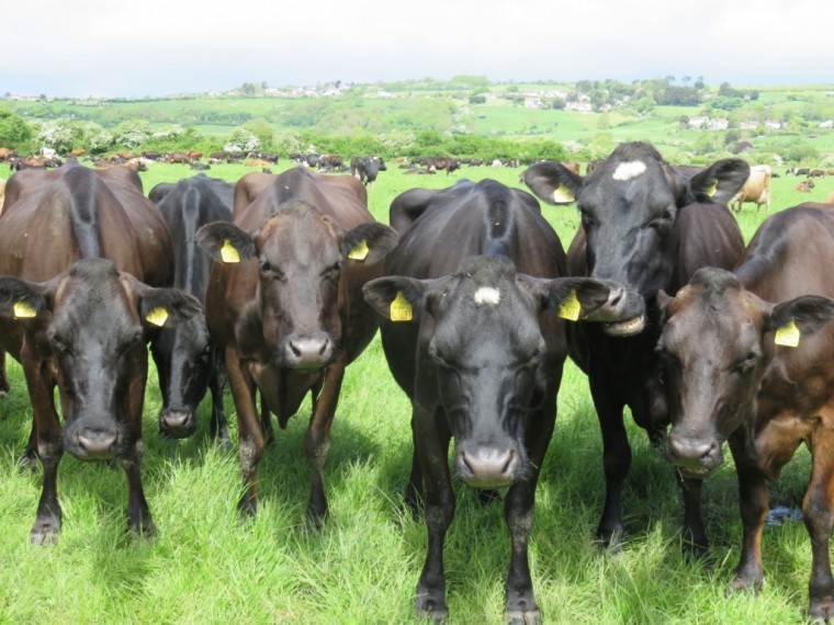 Pasture for Life milk certification launched