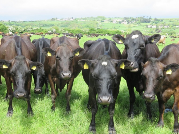 Pasture for Life milk certification launched
