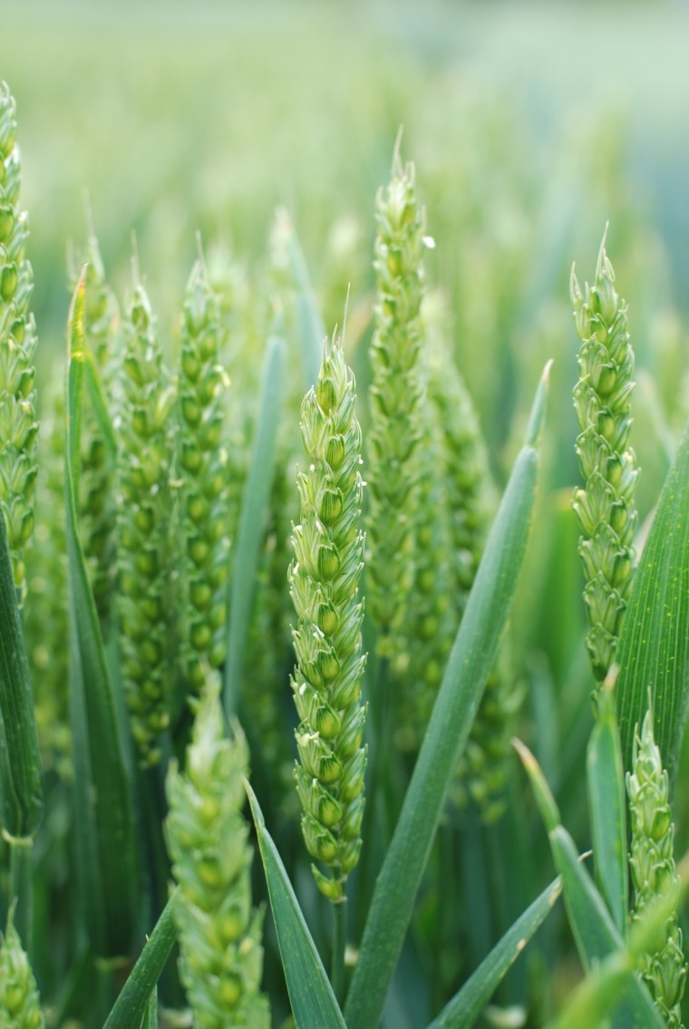 Milling wheat helps manage risk with consistent performance