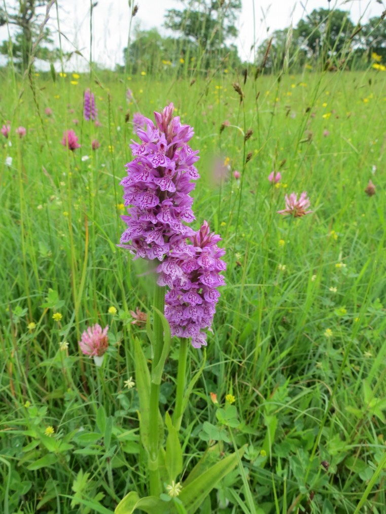 Window of opportunity to apply for Countryside Stewardship Scheme