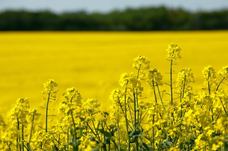 New scheme allows OSR growers to cut seed cost if crop fails