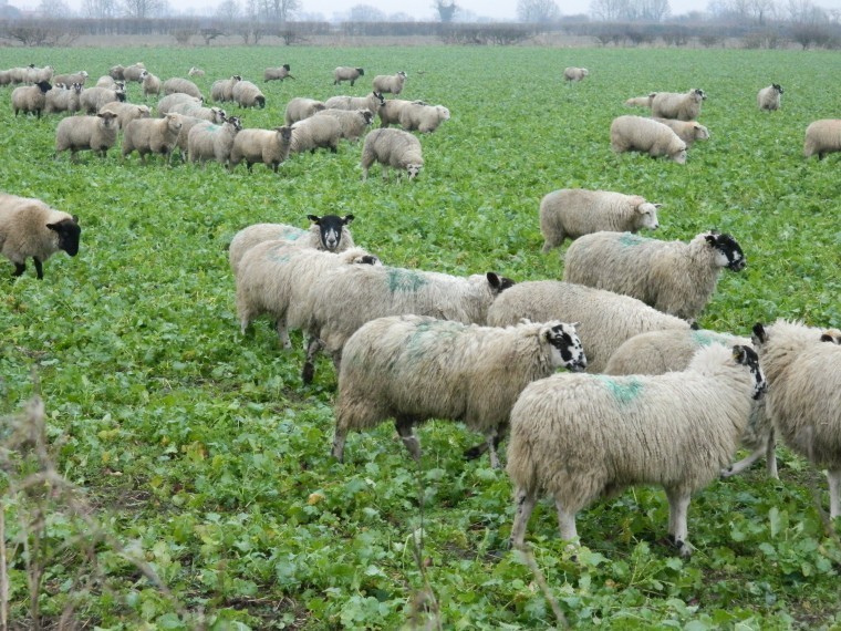 Flying Flocks