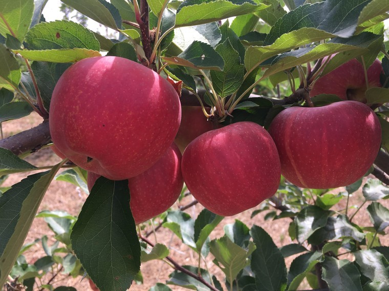 National Fruit Show Live!