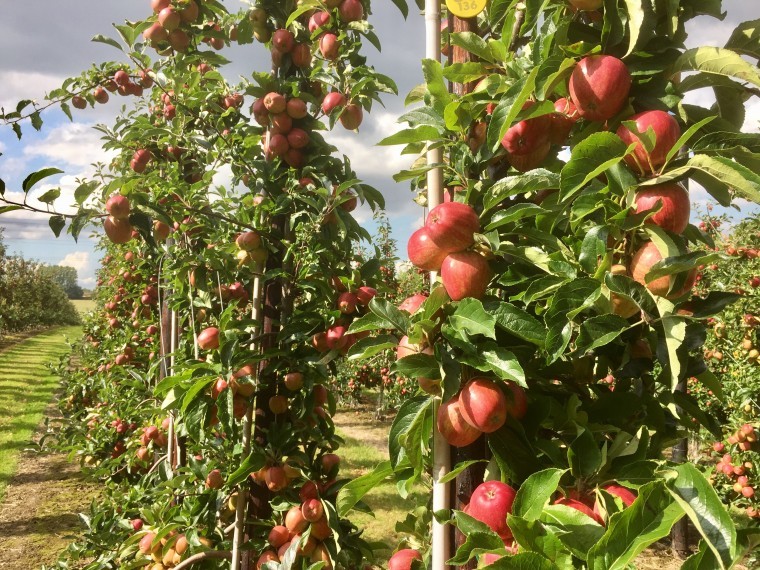 Orchard awards for Kent’s top fruit grower