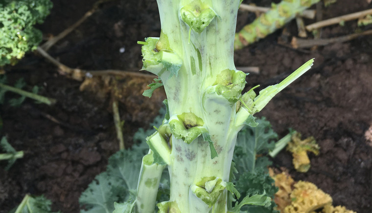 Aphid and powdery mildew control to get easier