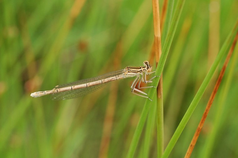 Insect populations impacted by climate change