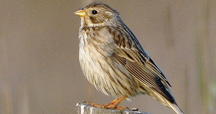 Know your birds for the big farmland bird count