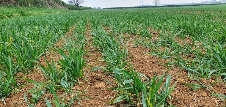 Weed pressure could increase following dry spell
