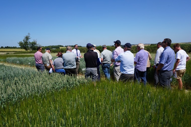 Picking out the top varieties for autumn sowing