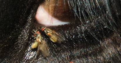 Watch out for surge of headflies from mid-July