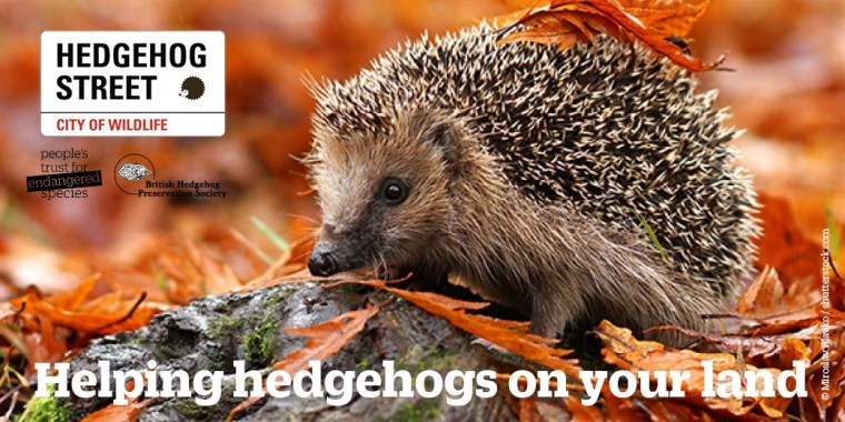 How to help rural hedgehogs