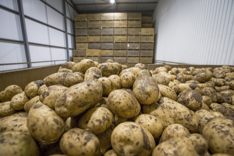 ​Potato supply chain making moves to protect stocks​​