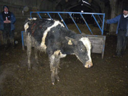 Man jailed for causing suffering to livestock