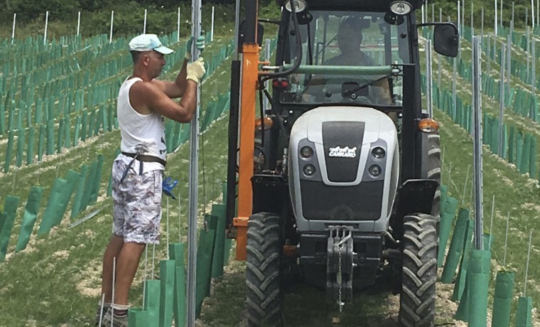 Kent farmer plants vineyard to beat Brexit
