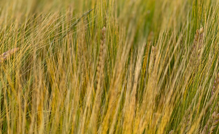 Spring seed considerations