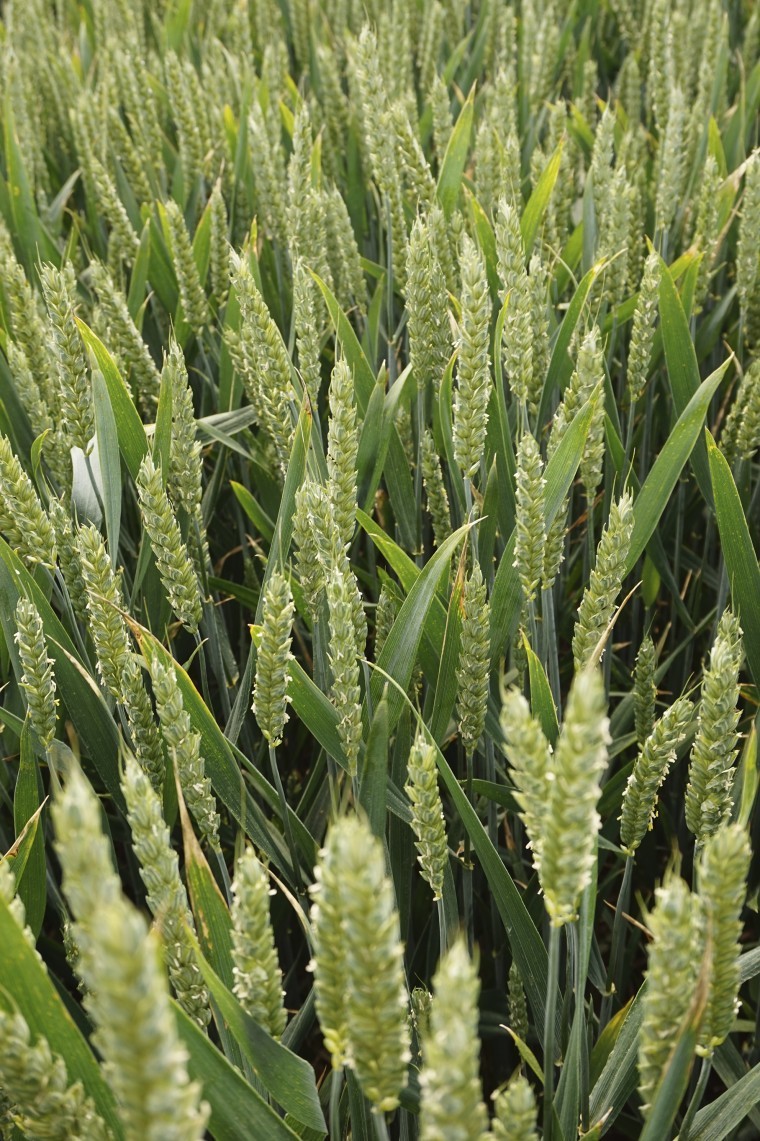 How wheat maturity plays an important factor in variety selection