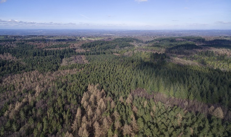 Surrey Hills woodland