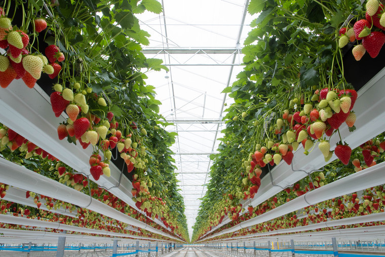 Kent strawberry grows from strength to strength