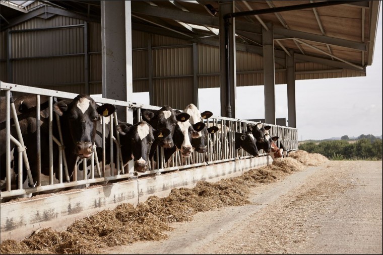 New UK protein animal feed to hit the market