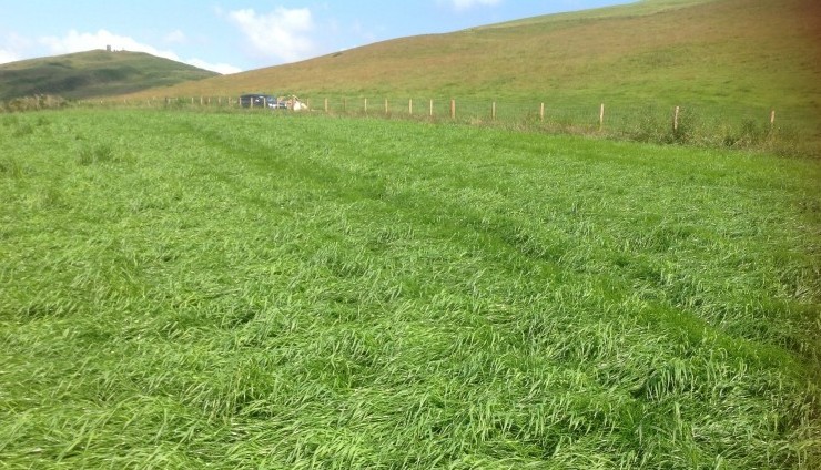 Still chance to spray persistent weeds in grassland
