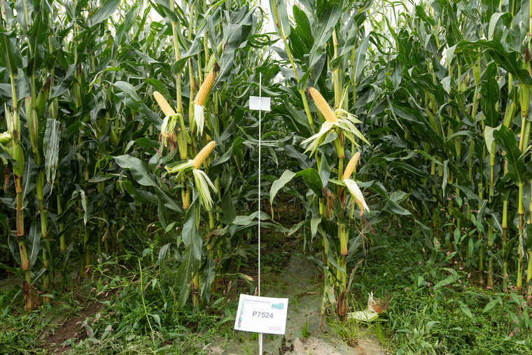 Order early to secure preferred maize seed