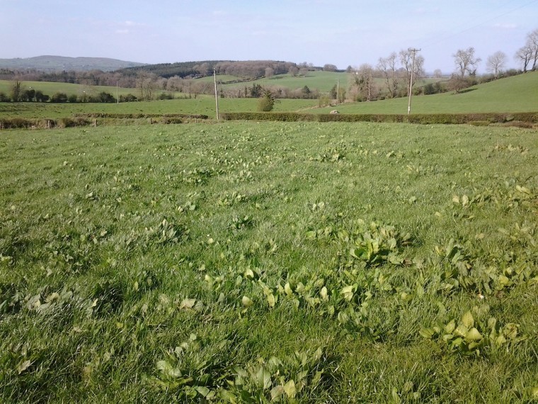 Spray docks in silage crops now
