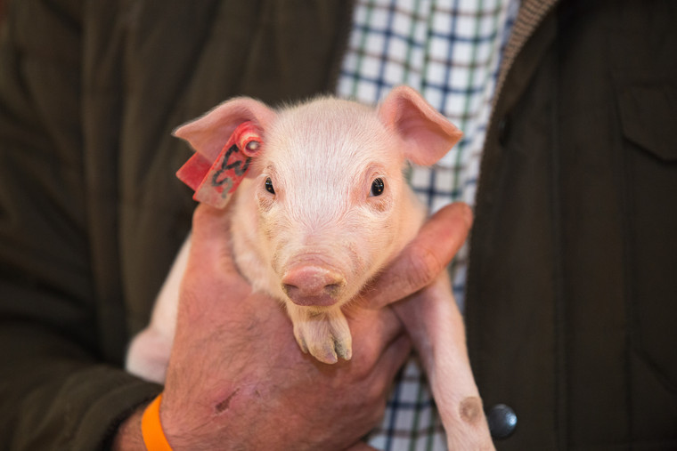 Could you reduce piglet handling?