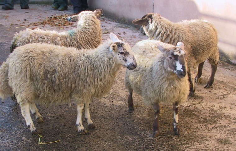 Cobalt deficiency contributing to poor lamb growth