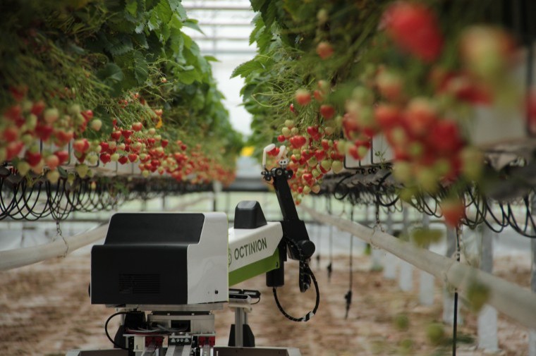 Strawberry-picking robots
