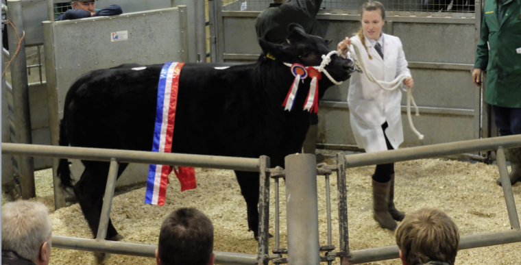 Ashford Cattle Show