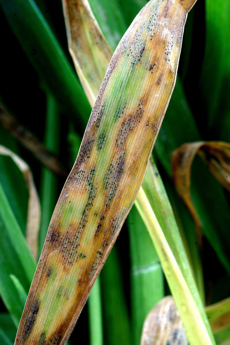 Don’t ditch multi-site fungicides