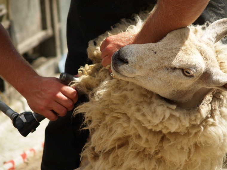 Industry helps to match-make UK shearers and contractors