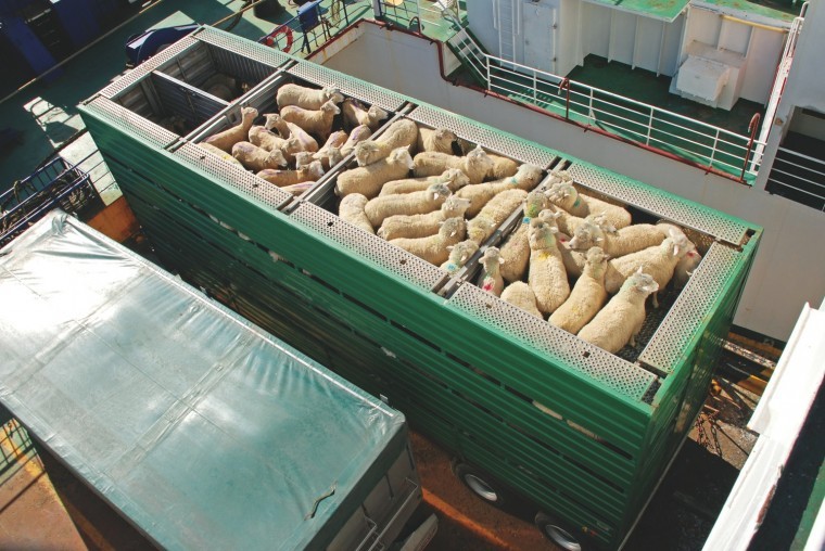 Live exports continue from Kent