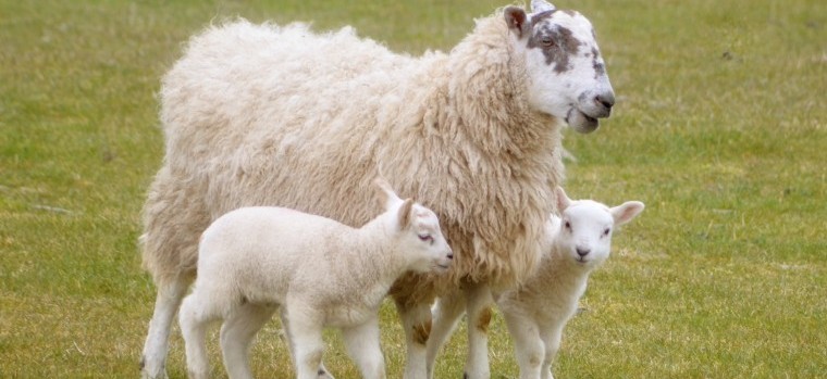 Ensure energy needs are met for a successful lambing season