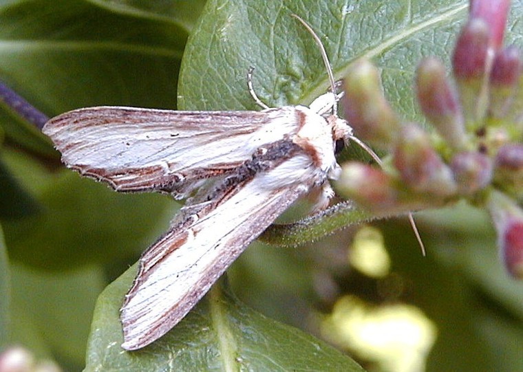New populations of rare moth discovered