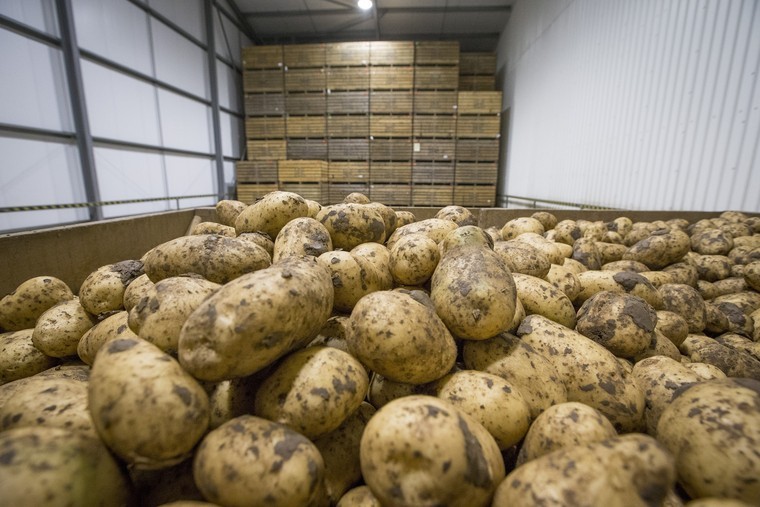 Ballot on future of potato levy confirmed by AHDB