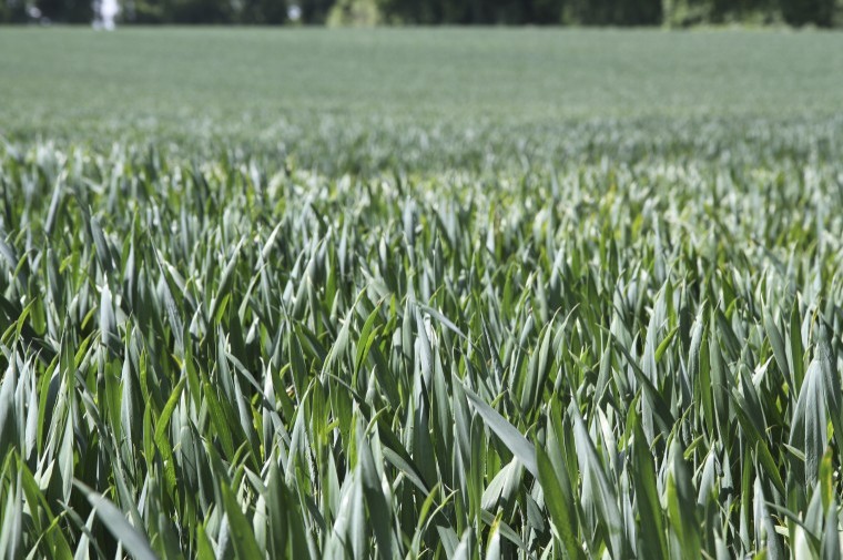 Grower closes the gap between first and second wheat yields