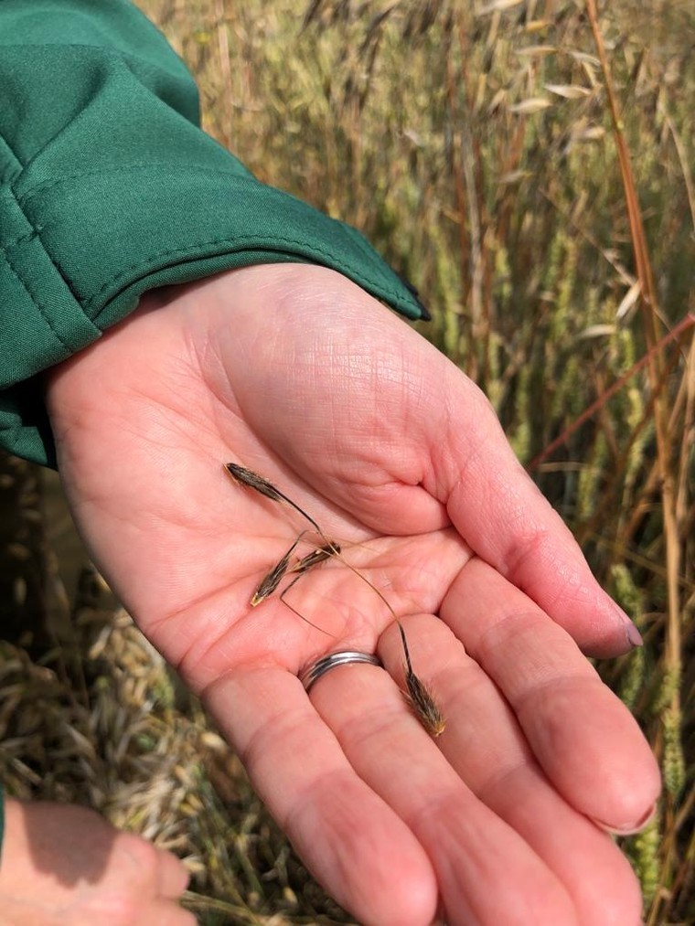 Free Wild Oat resistance testing