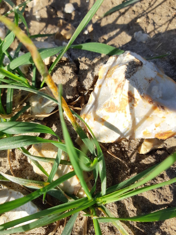 Yellow rust – monitor and act to prevent yield losses